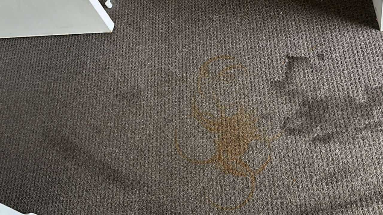 before expert carpet cleaning dirty carpet with stain and dirt