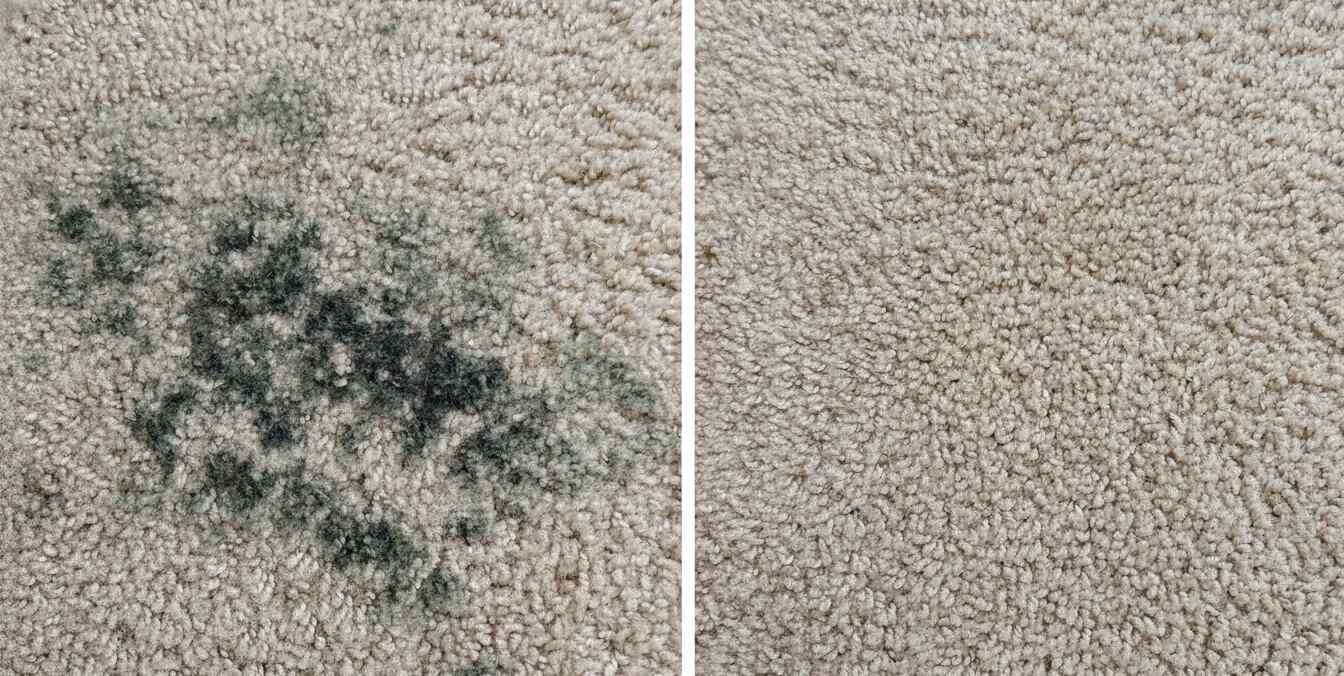 carpet mould growth Brisbane humidity professional removal steam cleaning